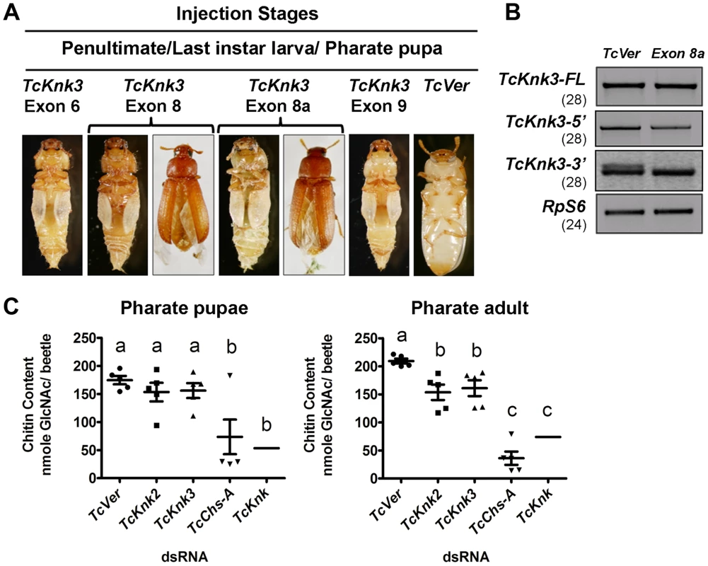 Effect of <i>TcKnk3</i> dsRNA-treatment on the development of <i>T. castaneum</i>.