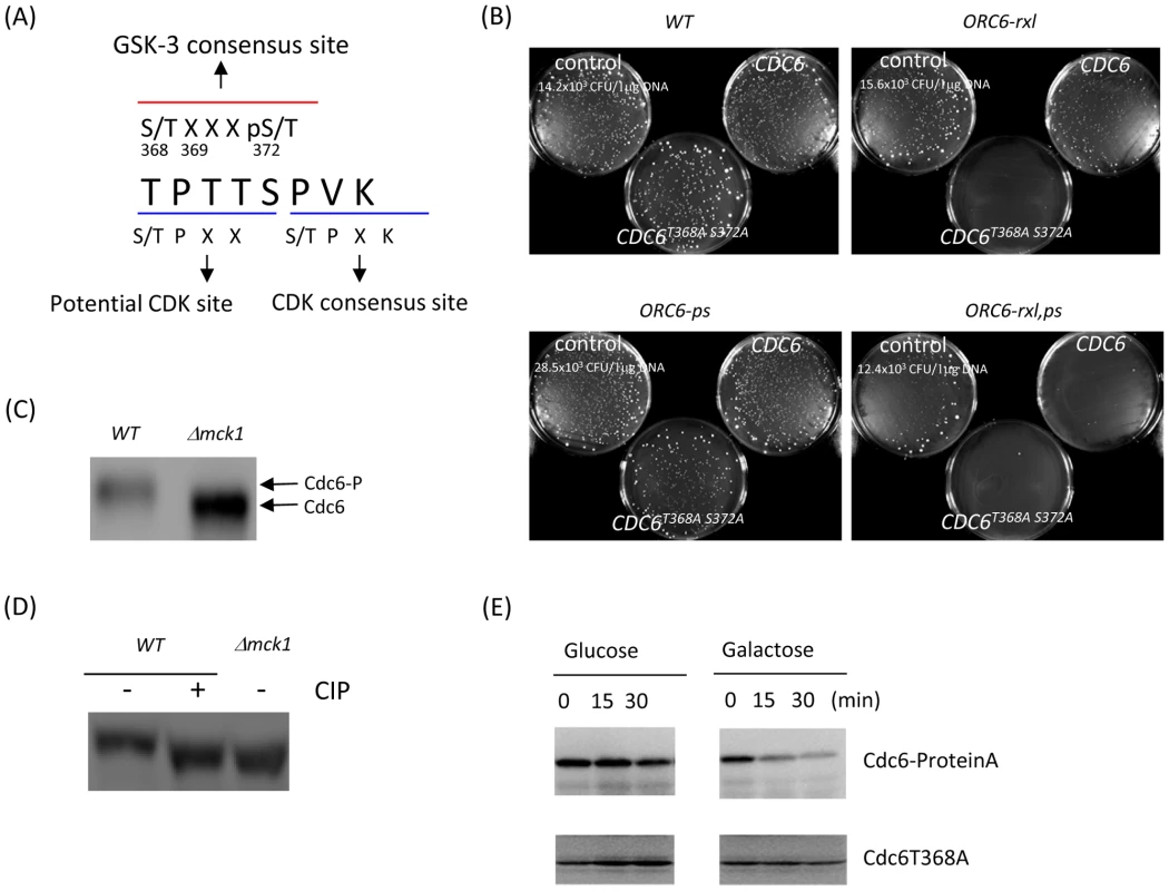 Mutations at the GSK-3 consensus site in Cdc6 play a role in Cdc6p stability.