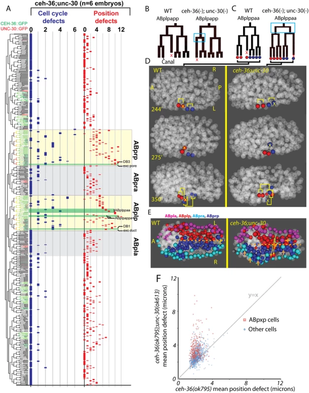 unc-30;ceh-36 double mutant lineage phenotypes.