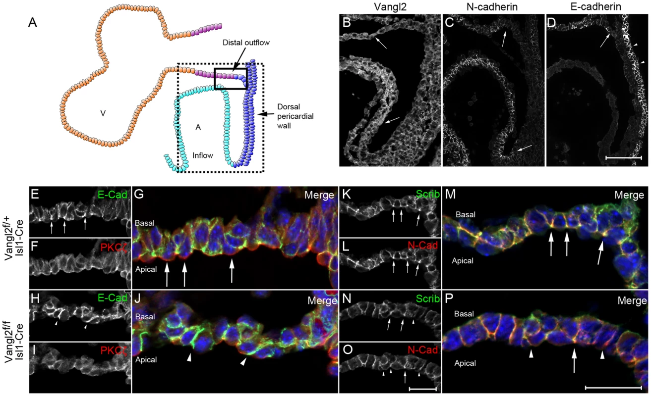 Loss of Vangl2 results in disrupted polarity in the distal outflow tract in <i>Vangl2<sup>flox/flox</sup>; Isl1-Cre</i> embryos.