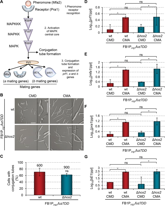 Hos2 is not downstream of the pheromone responsive Fuz7 MAPK cascade.
