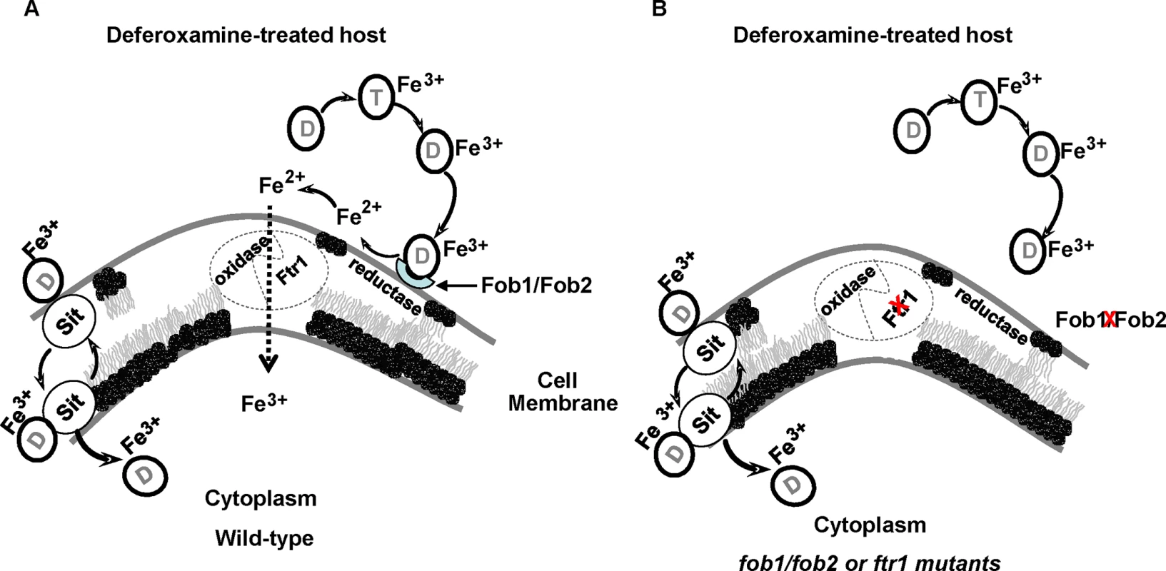 Proposed mechanism of iron uptake by <i>R</i>. <i>oryzae</i> from ferrioxamine.