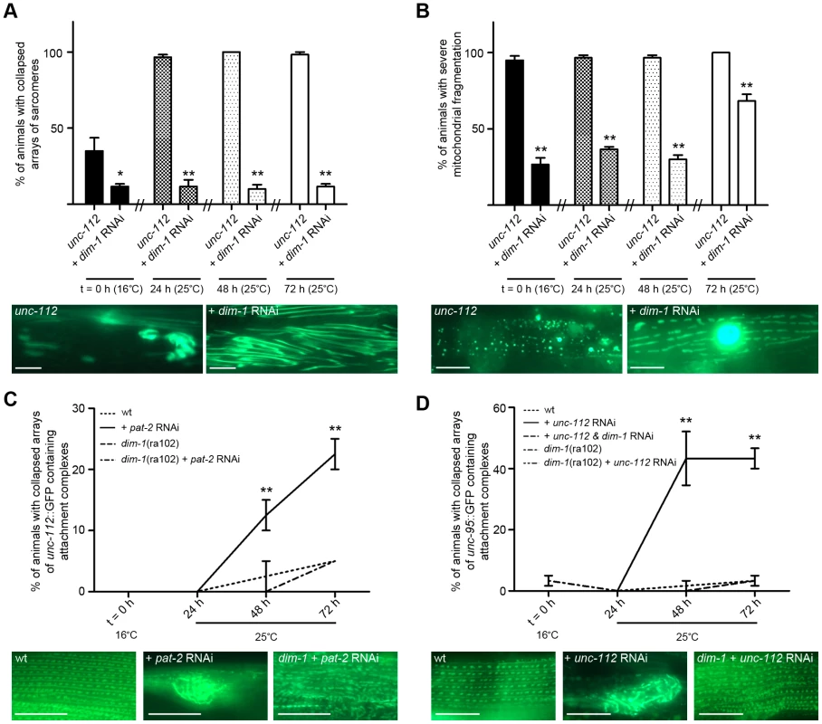 Loss of <i>dim-1</i> suppresses attachment complex collapse and resulting pathologies.
