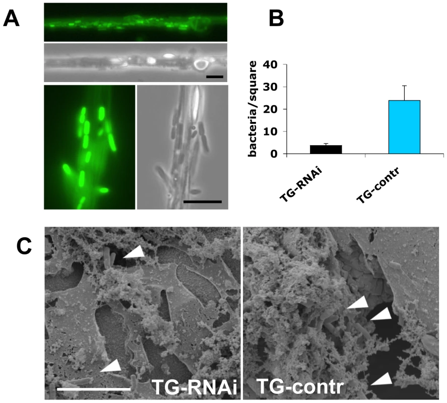 Clots from larvae with reduced TG levels sequester fewer bacteria.