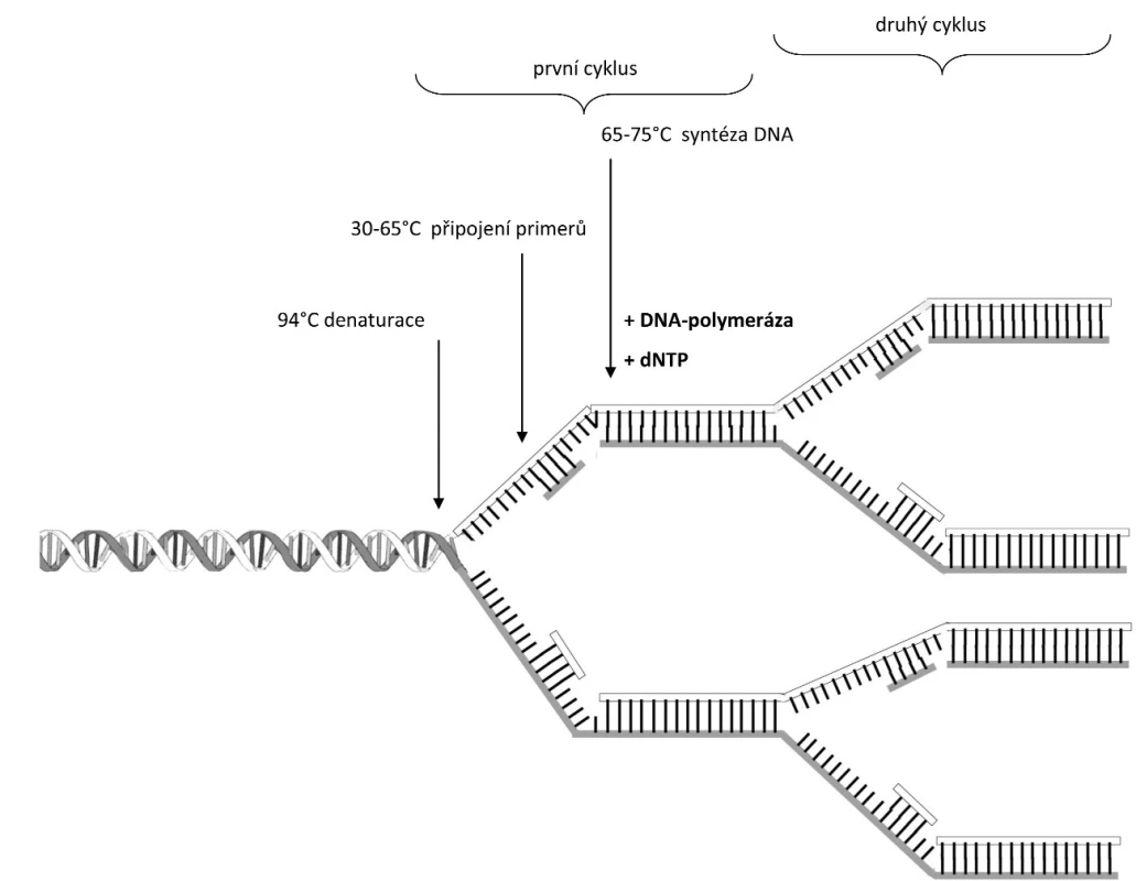 Schéma PCR reakce