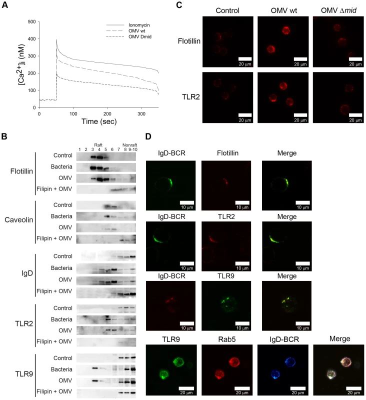 Ca<sup>2+</sup> mobilization and B cell receptor clustering are induced by OMV.