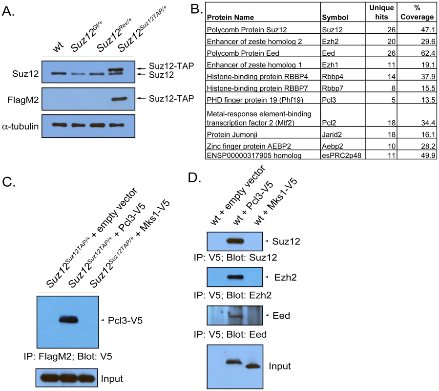 Pcl3 is a component of PRC2.