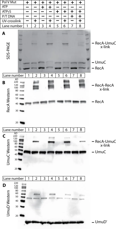 The RecA 3'-surface interacts with UmuC in pol V Mut.