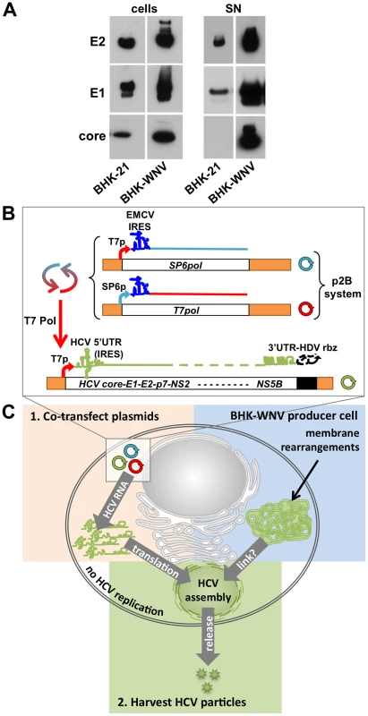 WNV subgenomic replicon enhances the release of HCV particles.
