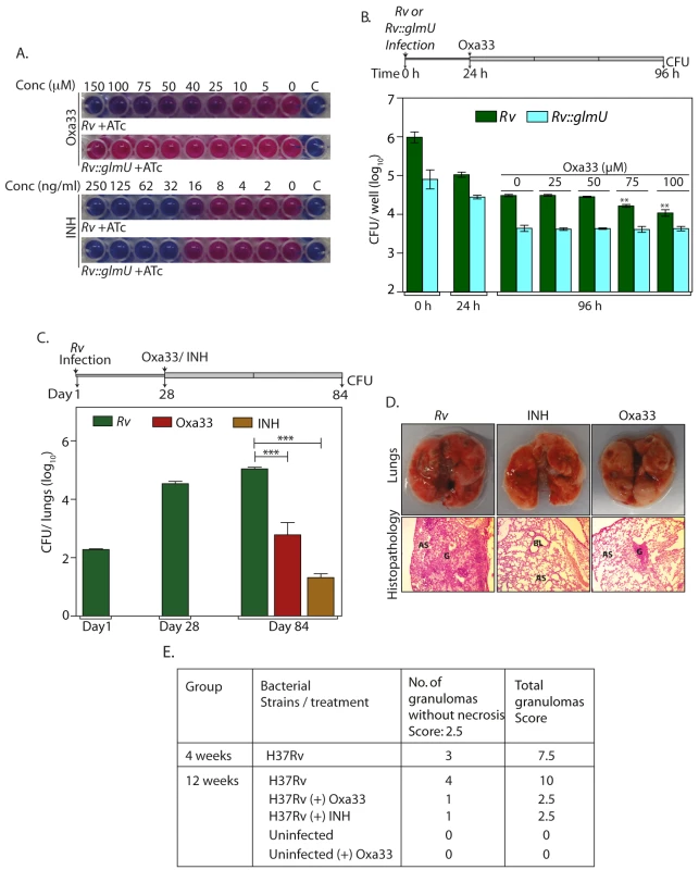Specificity and efficacy of Oxa33.