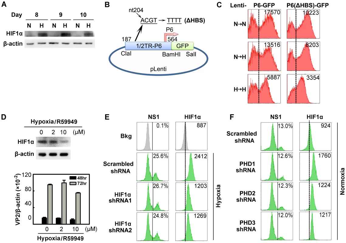 Regulation of B19V infection of CD36<sup>+</sup> EPCs by HIFα under hypoxia <i>vs.</i> normoxia.