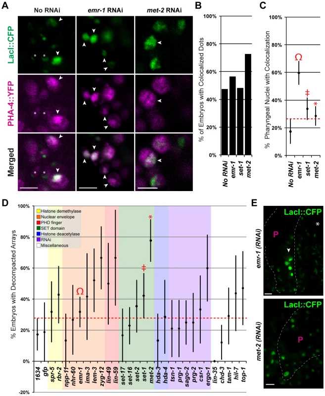 Emerin inhibits PHA-4 binding in the pharynx.