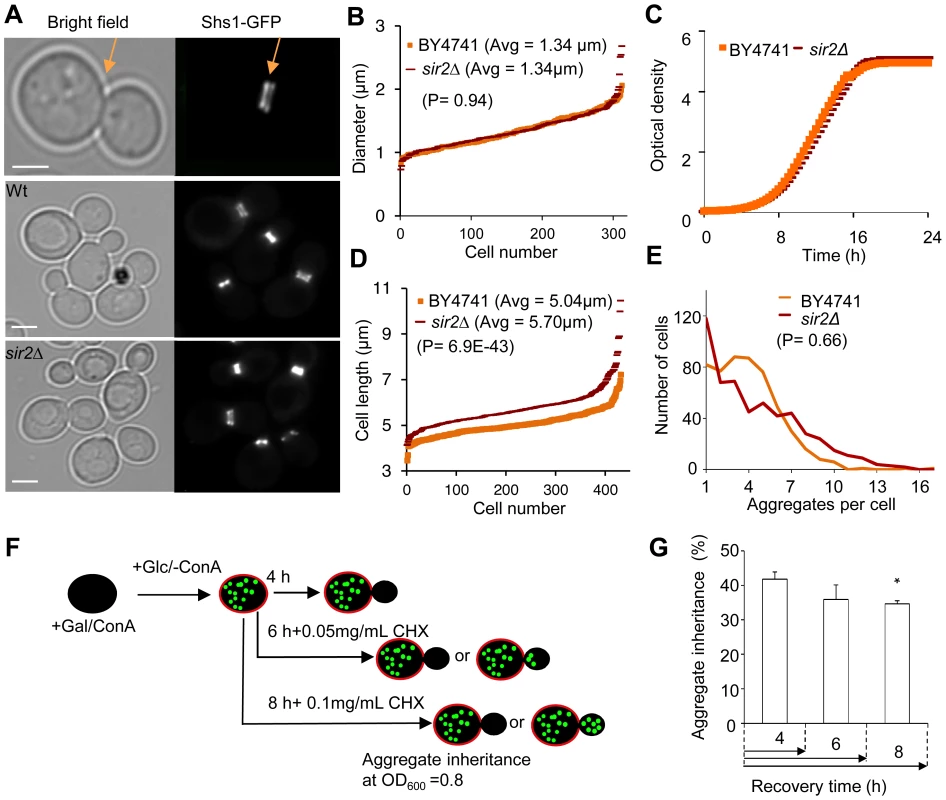Increased inheritance of aggregates in <i>sir2</i> daughter cells cannot be explained by changes in geometrical parameters and generation time.