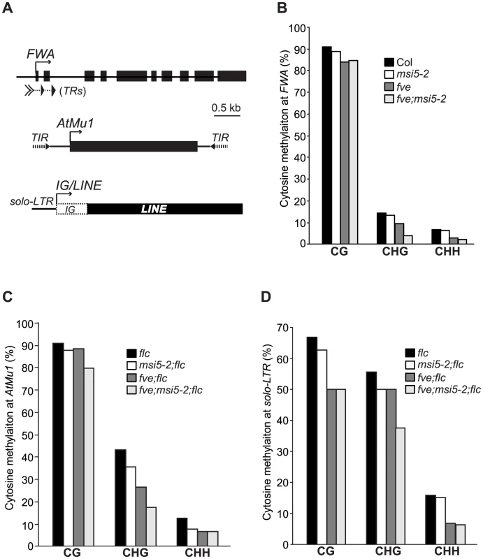 Analysis of DNA Methylation at Endogenous RdDM Target Loci.