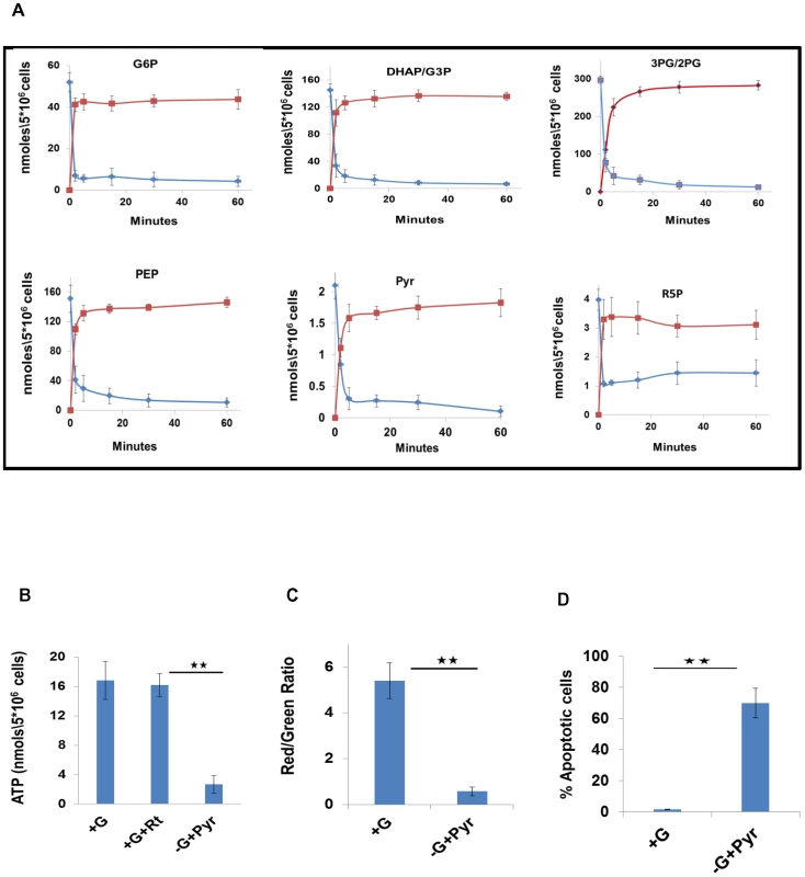 Metabolic profiling of PMA-differentiated THP-1 cells and their dependence on glycolysis.