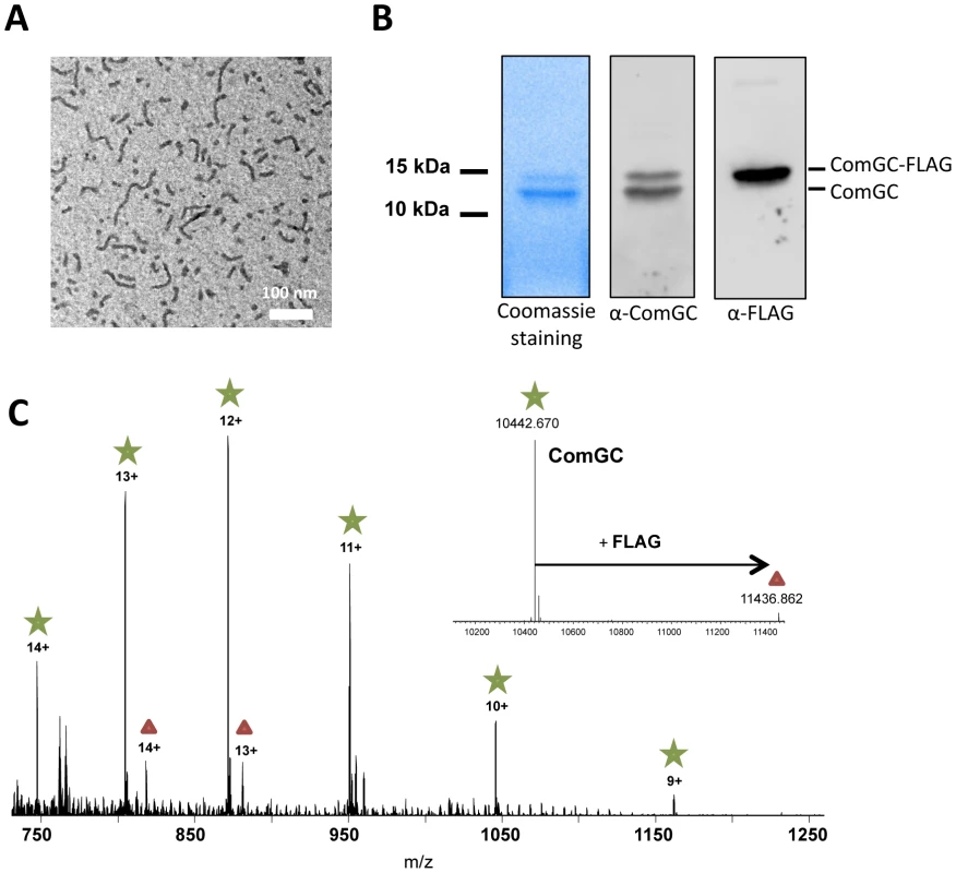 Nature of the transformation pilus.