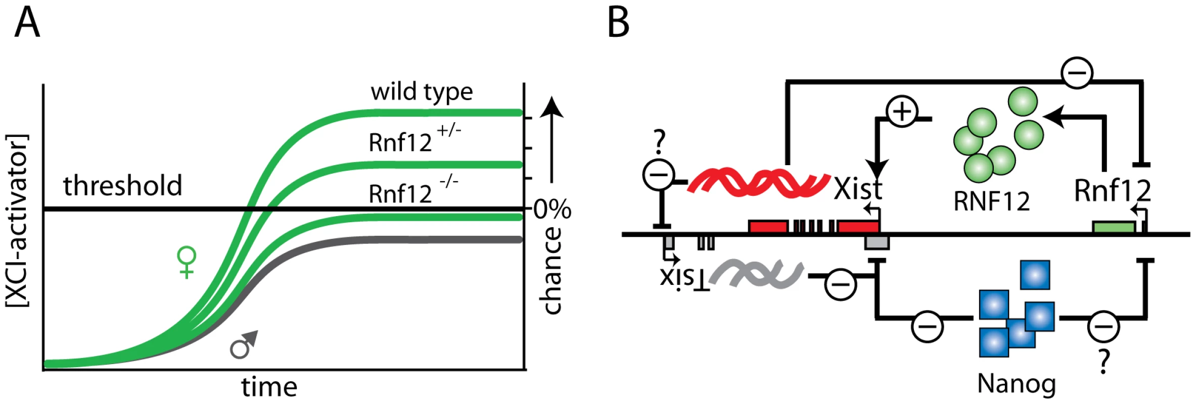 Rnf12 and its role in the XCI regulatory network.