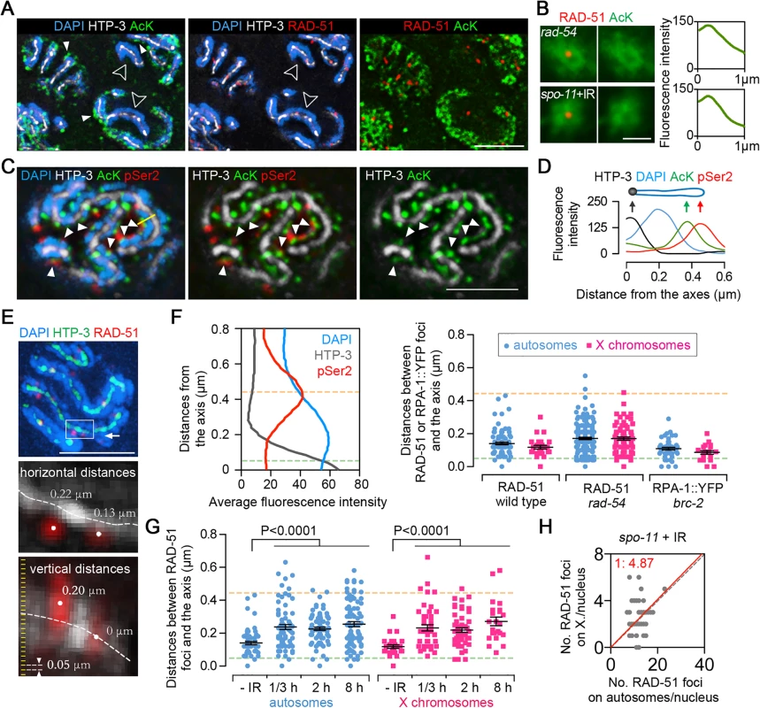Sites of early meiotic recombination events are spatially separated from transcriptionally active chromatin.