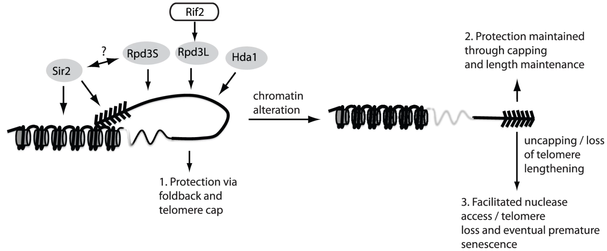 The fold-back may contribute to telomere protection.