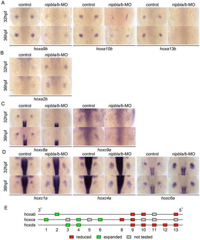 Nipbls regulate <i>hox</i> gene expression according to genomic location.