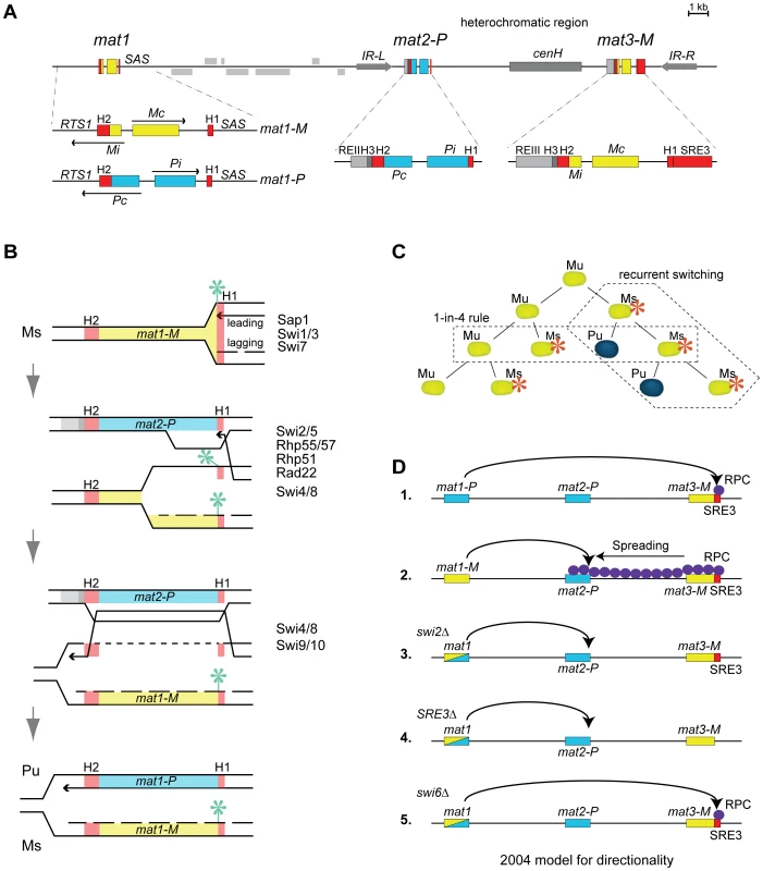 Mating-type region and mating-type switching in <i>S. pombe</i>.
