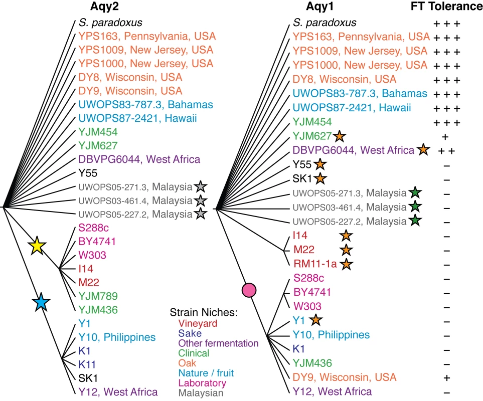 Multiple independent losses of <i>AQY2</i> and <i>AQY1</i> in diverse <i>S. cerevisiae</i> isolates.