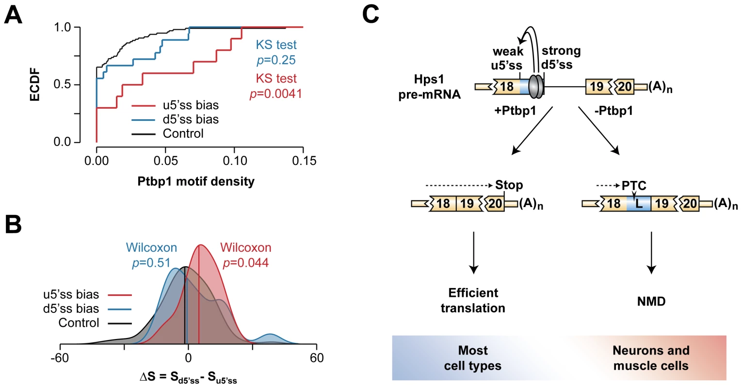 Hps1-like A5C regulation may recur in other genes.
