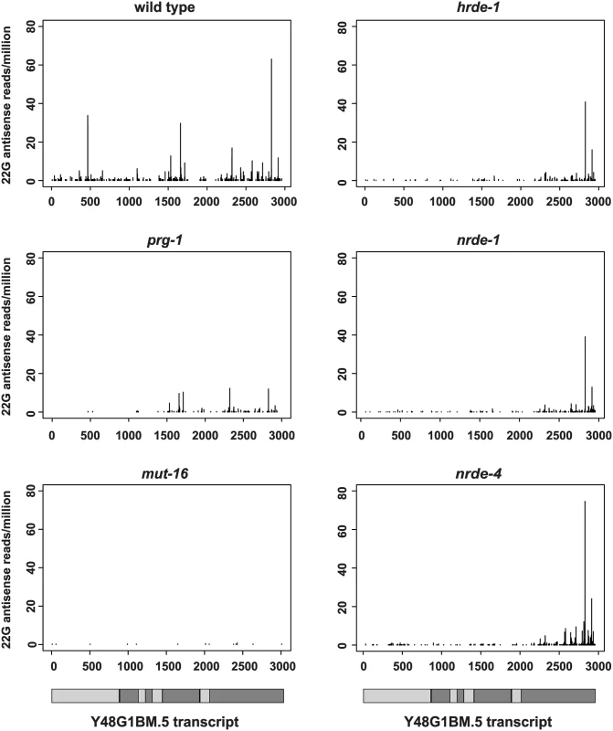 An endogenous target shows 3′ to 5′ spreading of 22G-RNAs.