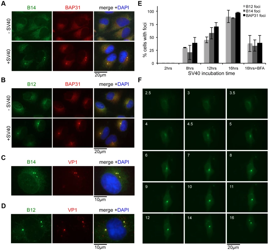 SV40 induces the B14-B12 complex to form foci on the ER membrane.