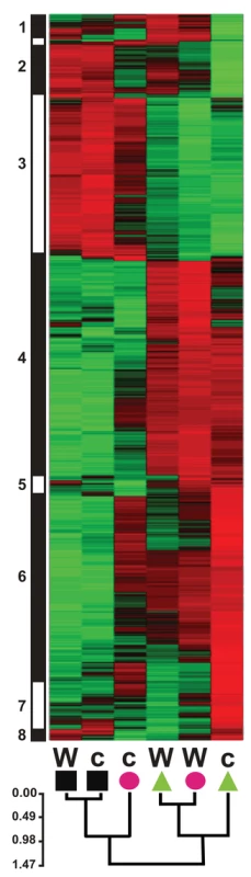 Normalized transcript levels from <i>A. thaliana</i> loci showing significant differences in transcript level between <i>B. cinerea</i> isolate treatments.