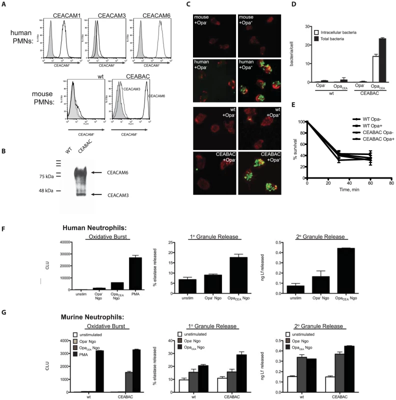 Human CEACAM expression by mouse neutrophils results in neisserial capture and internalization.