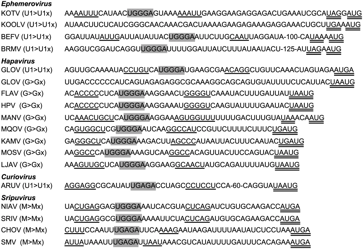 TURBS-like sequence motifs in the genomes of sripuviruses, curioviruses, hapaviruses and ephemeroviruses.