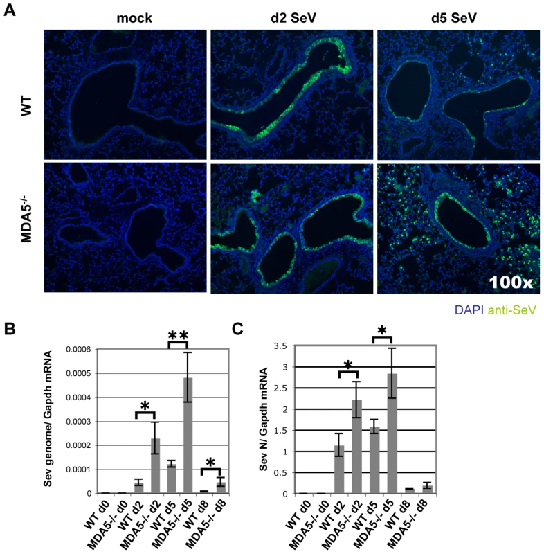 SeV replication is enhanced in MDA5<sup>−/−</sup> mice.