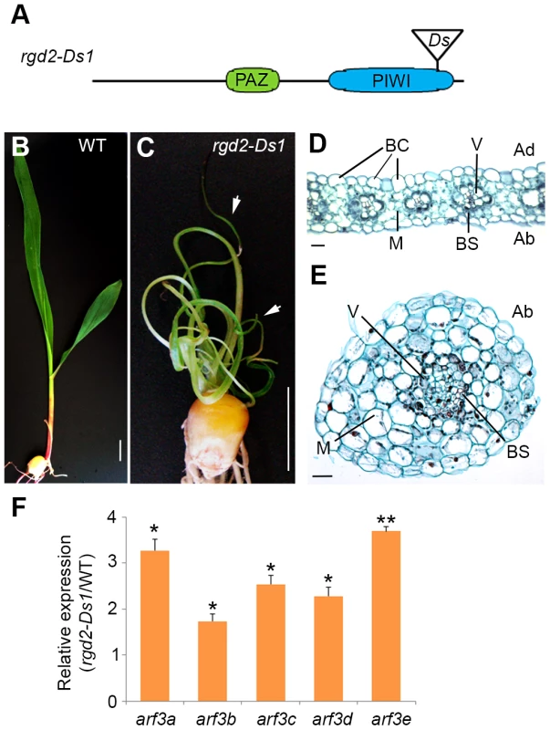<i>rgd2-Ds1</i> mutants resemble the phenotype of <i>lbl1-rgd1</i> and develop radial abaxialized leaves.