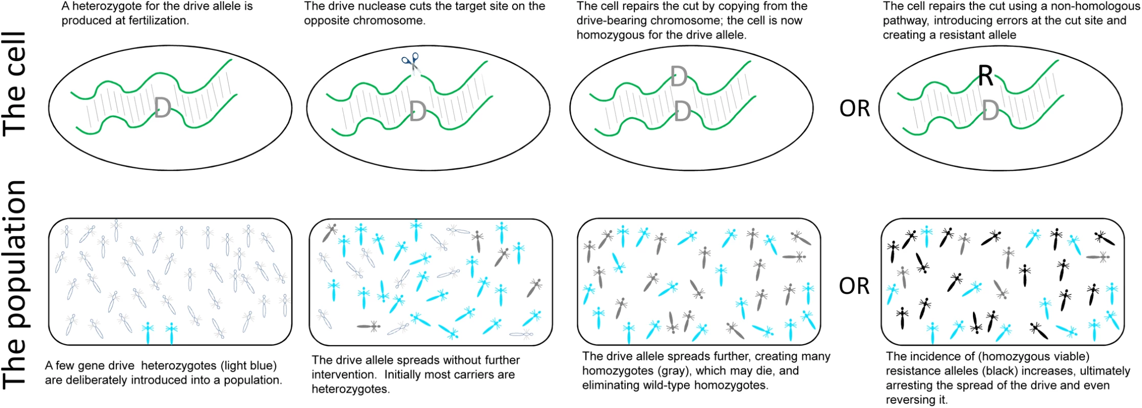 Gene drive systems (GDSs).