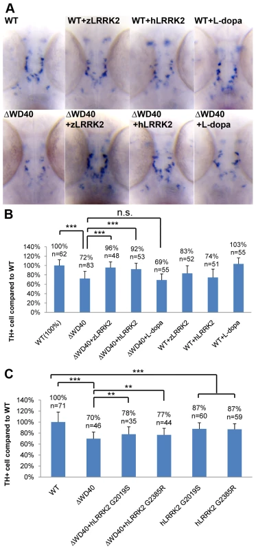 WISH Analysis of the loss of TH+ cell in WD40 morphant and its rescue by over-expressing wild-type zLRRK2 or hLRRK2 as well as hLRRK2 mutant alleles.