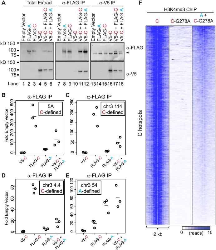 PRDM9 can form heteromeric complexes at hotspots.