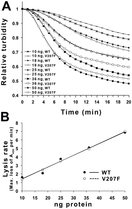 Cell wall lysis activity of P5<sup>wt</sup> and P5<sup>V207F</sup>.