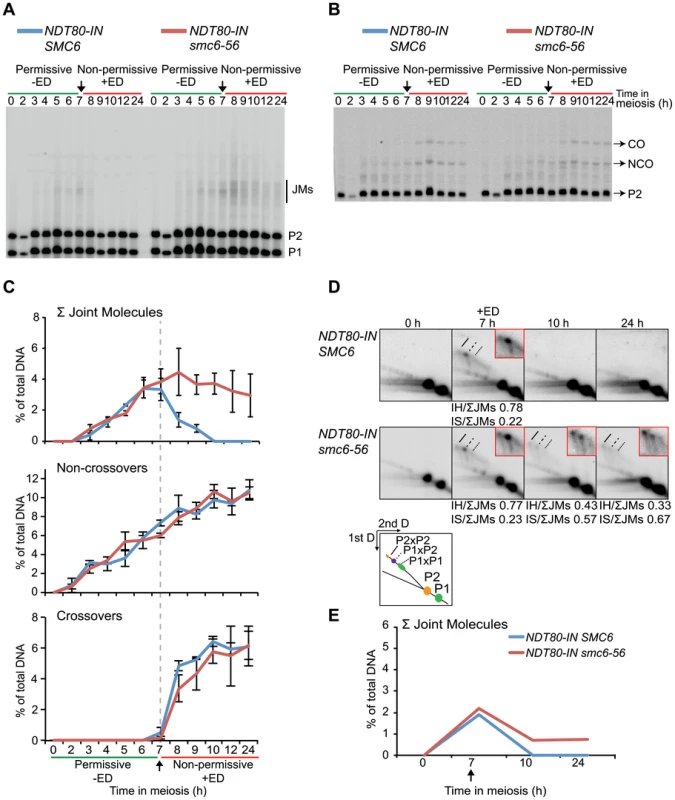 Smc6 protein function is required to resolve a subset of joint molecules.