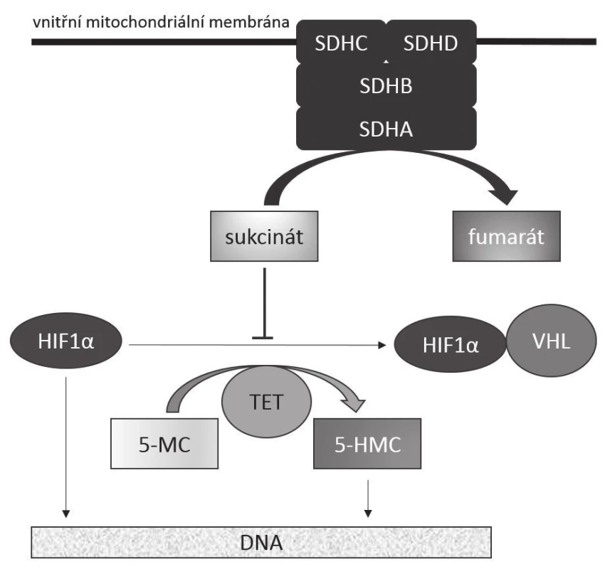 Mechanizmus onkogeneze SDHB-deficientních GISTů
Funkční komplex SDH zakotvený ve vnitřní mitochondriální membráně katalyzuje přeměnu sukcinátu na fumarát. Akumulace sukcinátu, k níž dochází při deficienci katalytické aktivity enzymu, má za následek jednak stabilizaci transkripčního faktoru HIF1α v aktivním stavu, což vede k transkripci genů zúčastněných v angiogenezi (jako třeba VEGF), jednak k inhibici dioxygenáz z rodiny TET. Tím dochází k nedostatečné hydroxylaci 5-metylcytozinu na 5-hydroxymetylcytozin s následnou změnou struktury metylace DNA vedoucí k aberantní expresi genů.
SDHA, SDHB, SDHC, SDHD: jednotlivé hlavní podjednotky sukcinátdehydrogenázy (SDH)
HIF1-α: hypoxií inducibilní faktor 1α
VHL: proteinový produkt genu VHL (von Hippel – Lindau)
TET: rodina proteinů TET („Translocated in liposarcoma, Ewing‘s sarcoma and TATA-binding protein-associated factor 15“, tedy TLS/FUS,
EWS, TAF15)
5-MC: 5-metylcytozin
5-HMC: 5-hydroxymetylcytozin
