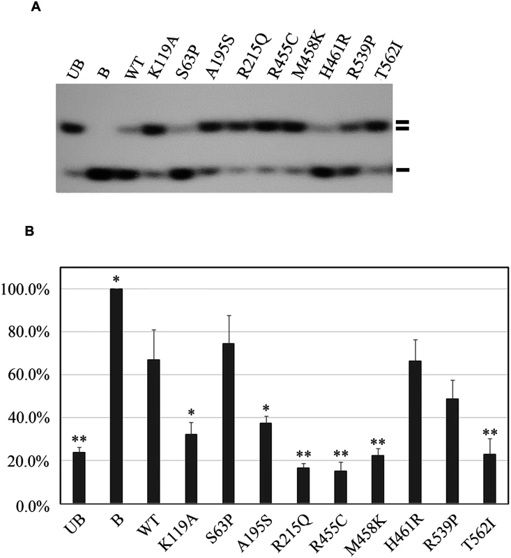 Functional analyses of the eight missense mutations in the <i>RECQL</i> gene.
