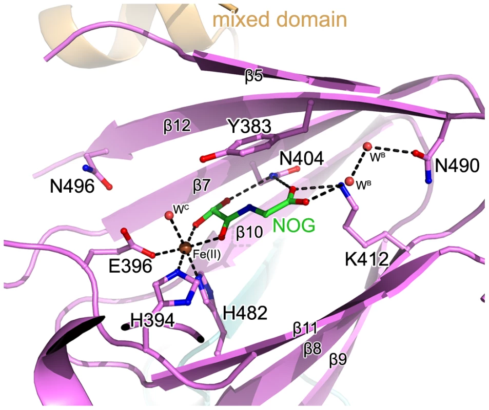 The active site of c-JMJ703.