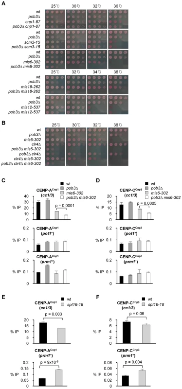 Pob3 genetically interacts with Mis6 and Mis18 and is required to maintain CENP-A<sup>Cnp1</sup> at endogenous centromeres in <i>mis6-302</i> cells.