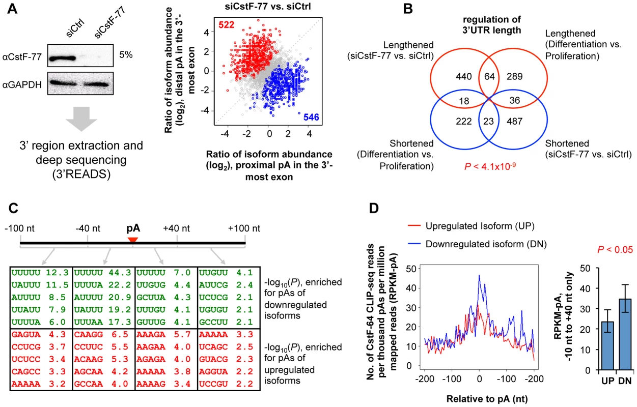 Knockdown of CstF-77 leads to widespread APA events.