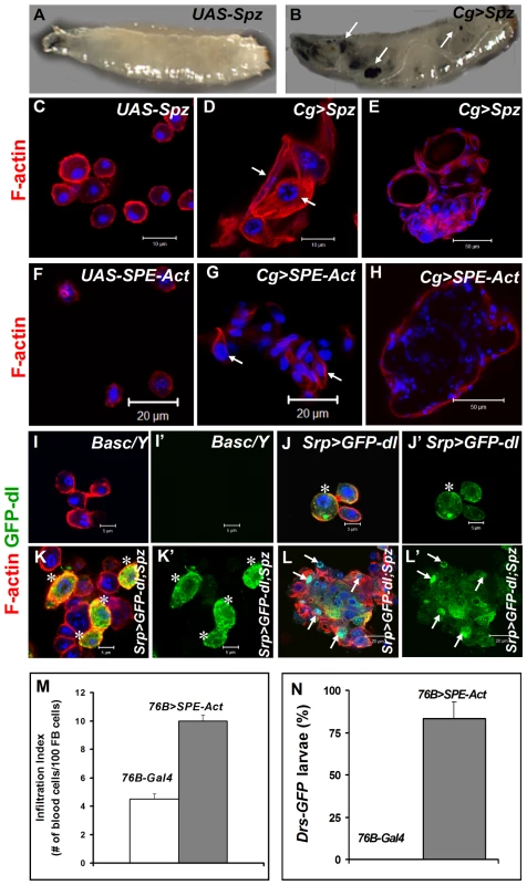 Excessive SPE, Spz and Dorsal proteins activate inflammation in the larva.