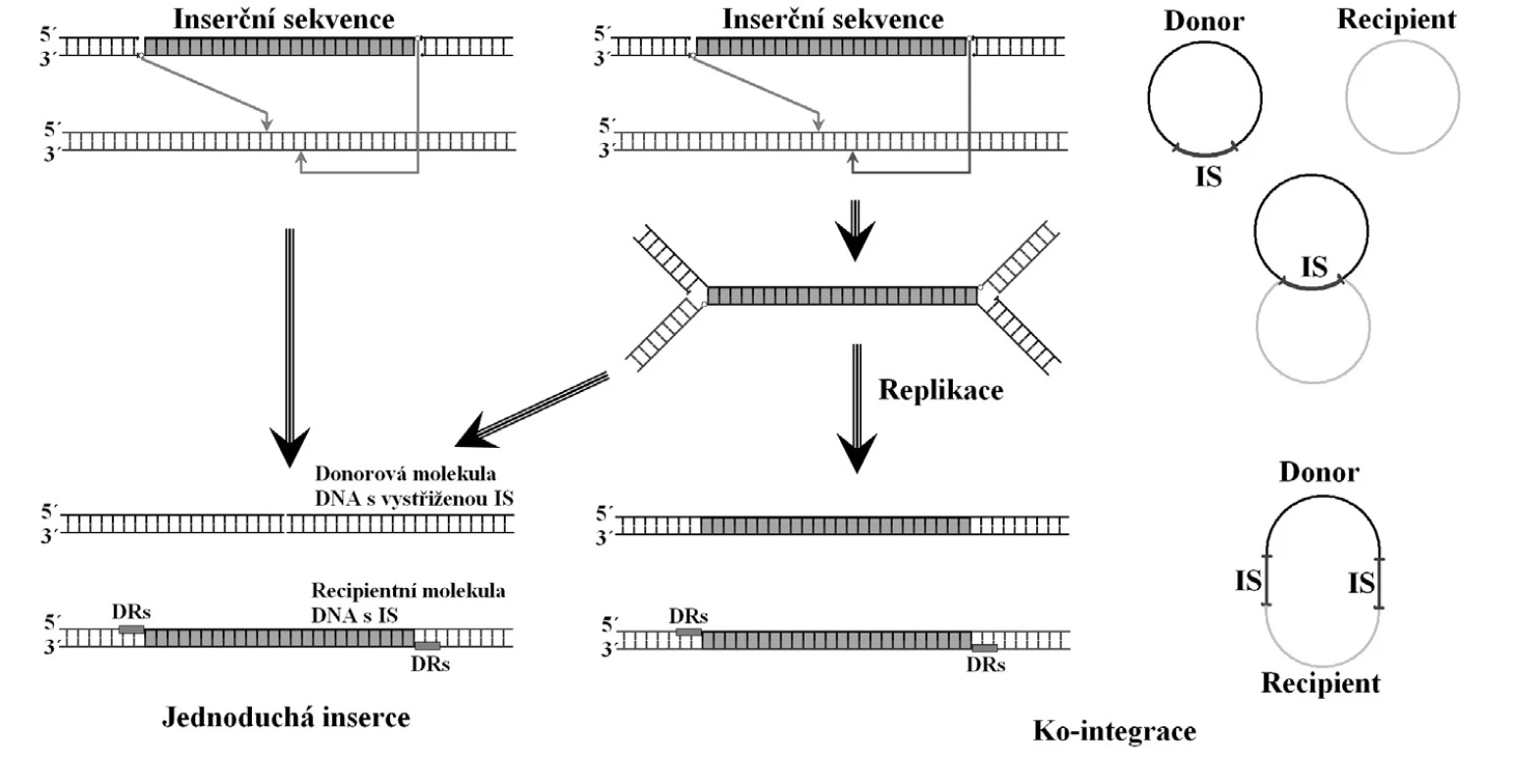 Mechanismy přenosu inserční sekvence mezi jednotlivými molekulami DNA. DRs – generované repetice. Volně podle [32]
<b>Fig. 2. </b>Mechanisms of insertion sequence transfer between DNA molecules. DRs – generated repeats. Based on [32]