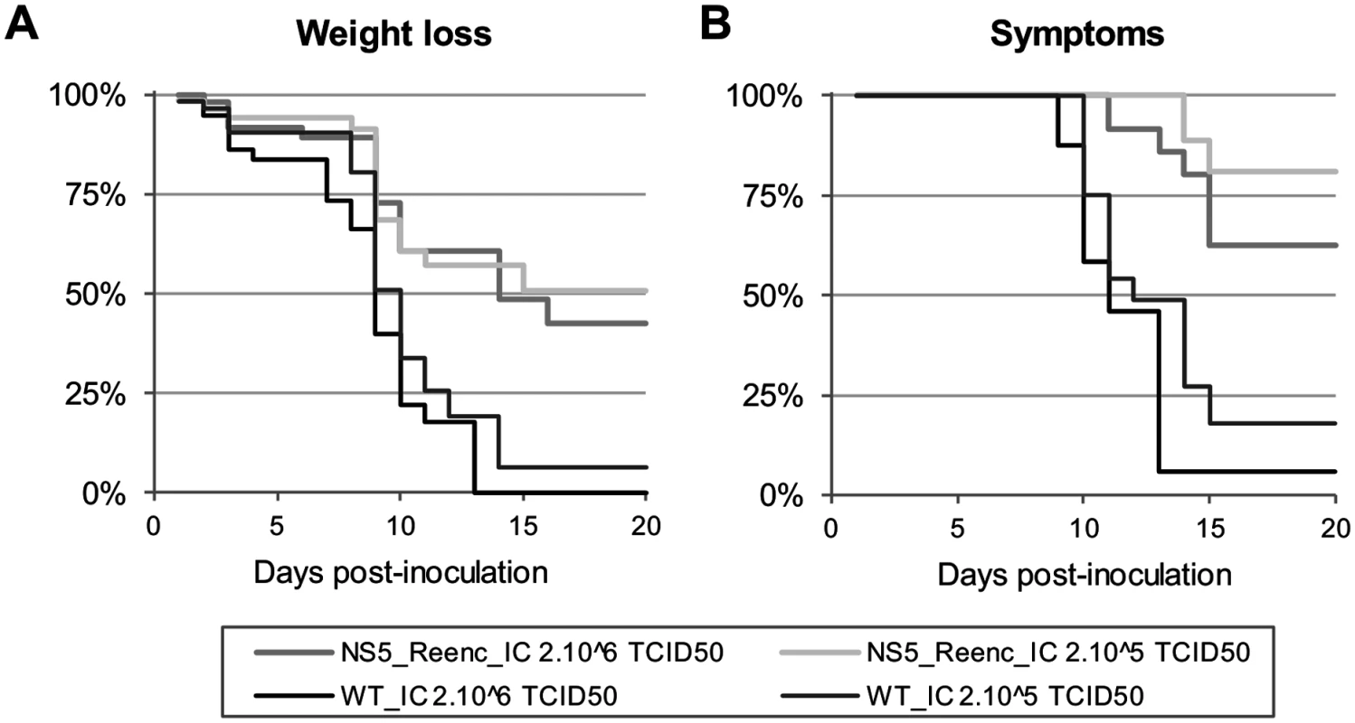 Kaplan-Meier survival analysis using as criteria, a weight loss of more than 6% (A) and appearance of at least one symptom (B).