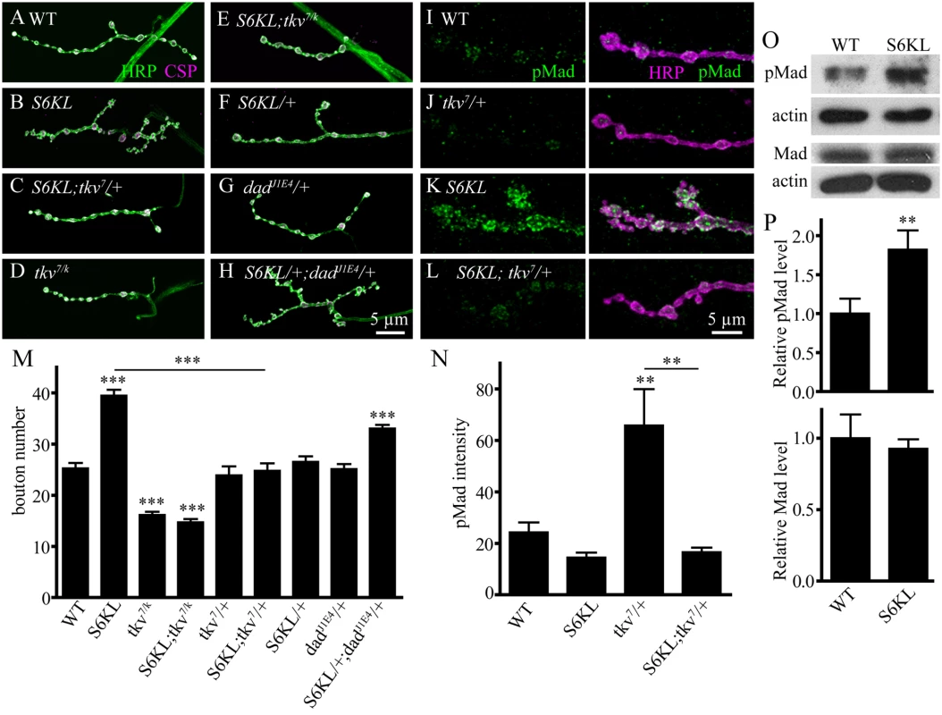 Genetic interactions between <i>S6KL</i> and components of the BMP signaling pathway in regulating NMJ growth.