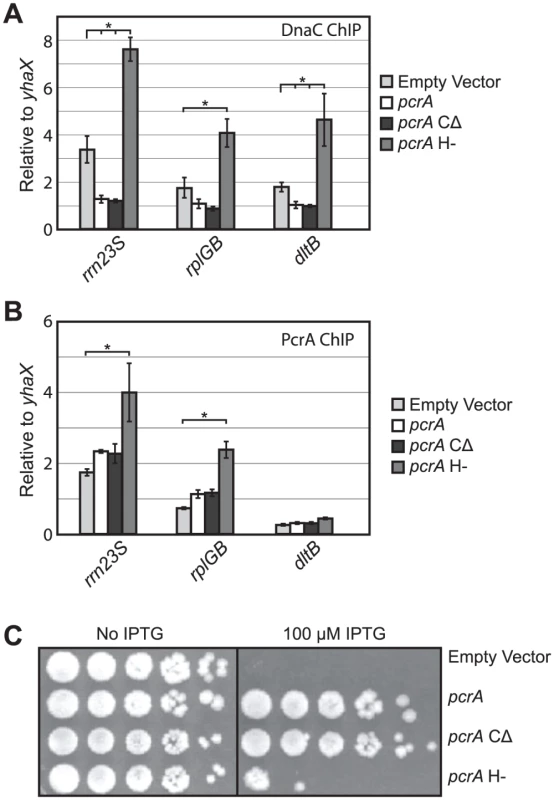 PcrA’s ATPase and helicase activity, but not its C-terminal domain, are required for conflict mitigation.