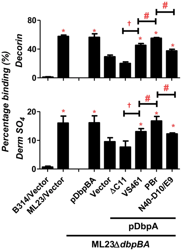 DbpA variants produced in <i>B. burgdorferi</i> promote distinct binding activities to decorin and dermatan sulfate.
